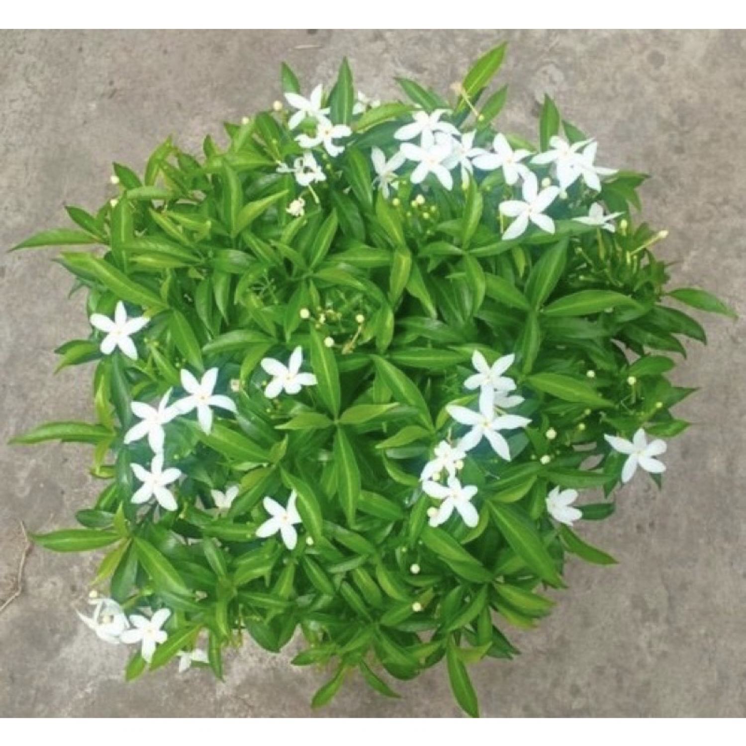 Cây giống mai vạn phúc