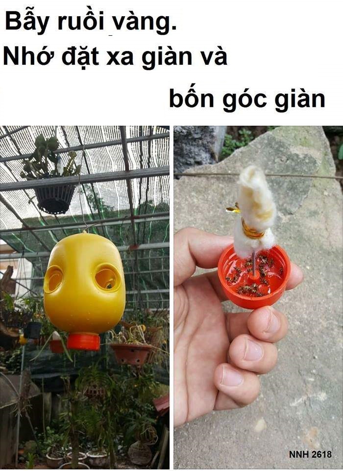 Thu oc dẫn dụ ruồi đục trái, hoa quả FLYKILL 20ML (tặng 1 lồng bẫy ruồi có sãn bông )