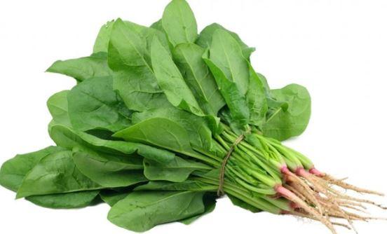 [HCM]Gói 20g cải bó xôi Popeye Ấn Độ - giống siêu chịu nhiệt có thể chịu nóng lên tới 50 độ C