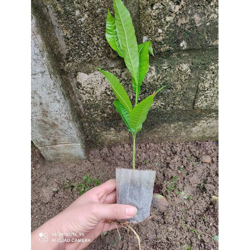 CÂY GIỐNG VÚ SỮA HOÀNG KIM