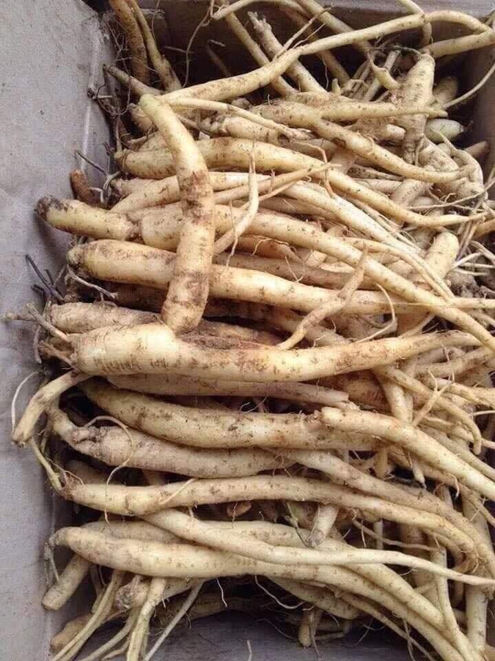 Đẳng sâm tươi 120k/kg