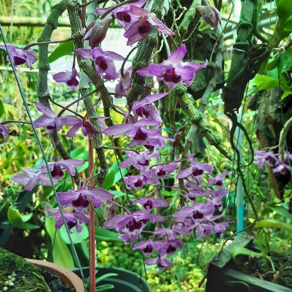 Phong lan trầm hương ghép gỗ( bảng trung)