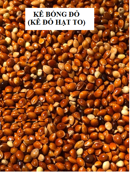 [HCM]500G HẠT KÊ BÓNG ĐỎ (KÊ ĐỎ HẠT TO) CHO CHIM CẢNH VẸT