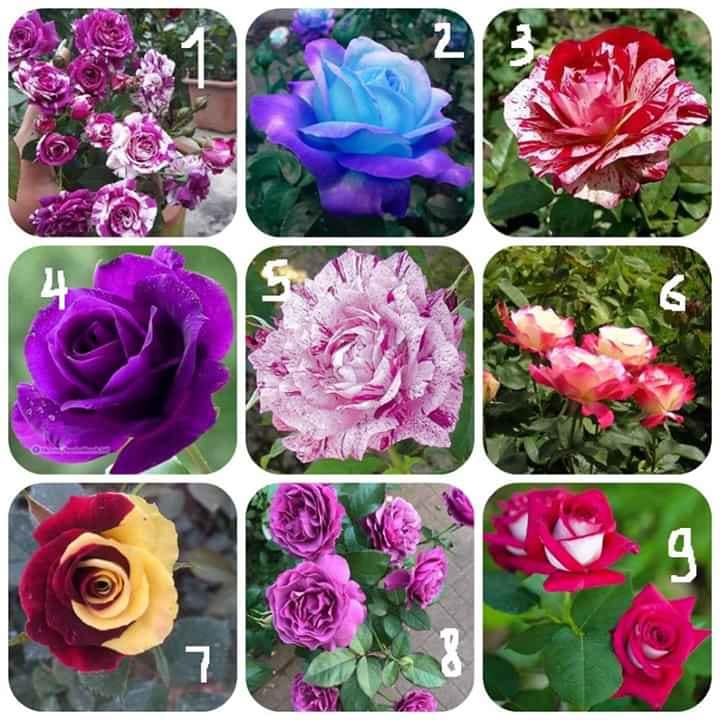 Gốc hoa hồng cổ gốc lớn