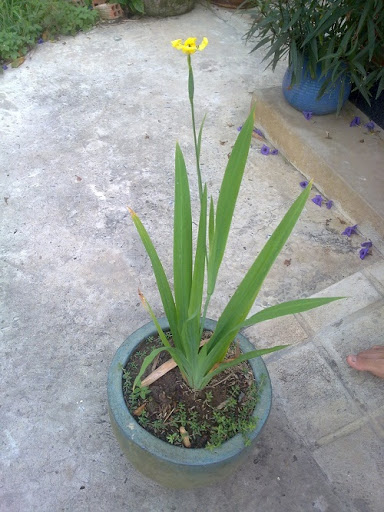 LAN RẺ QUẠT