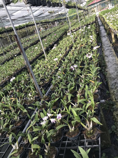 Chậu cây lan Dendro chớp Enobi - chớp sữa