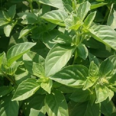 [Seeds] Hạt giống lá é trắng Rado (rau thơm sả), đóng gói 5gr (khoảng 1500 hạt)