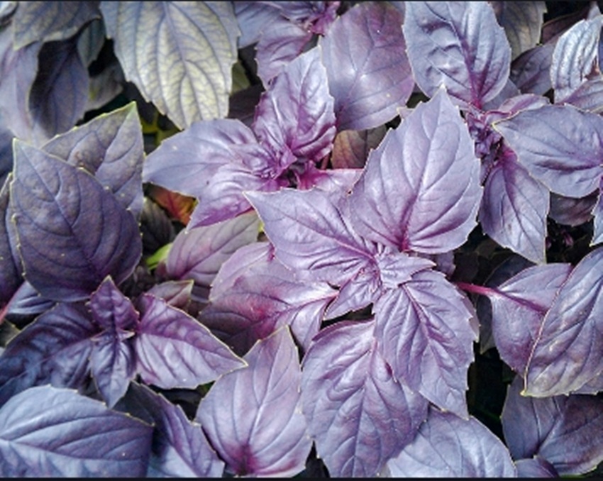 Hạt giống basil tím tặng kích mầm