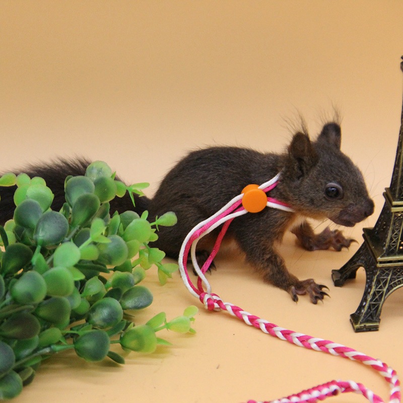 Dây giữ dắt Hamster Bọ Ú Sóc Thú Nhỏ có chuông