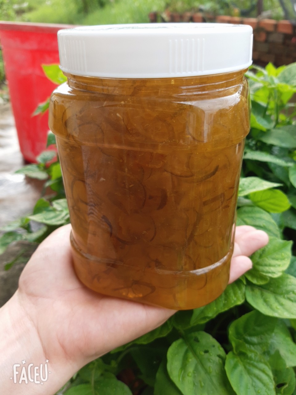 Tắc xí muội nhà làm, keo 1kg