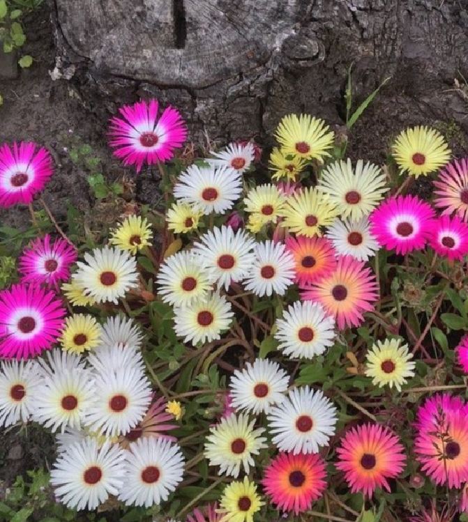 10H African Mix Flower Seeds - Pack of 20 Seeds