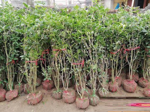 Cây mộc hương ta HOA VÀNG, cây lớn