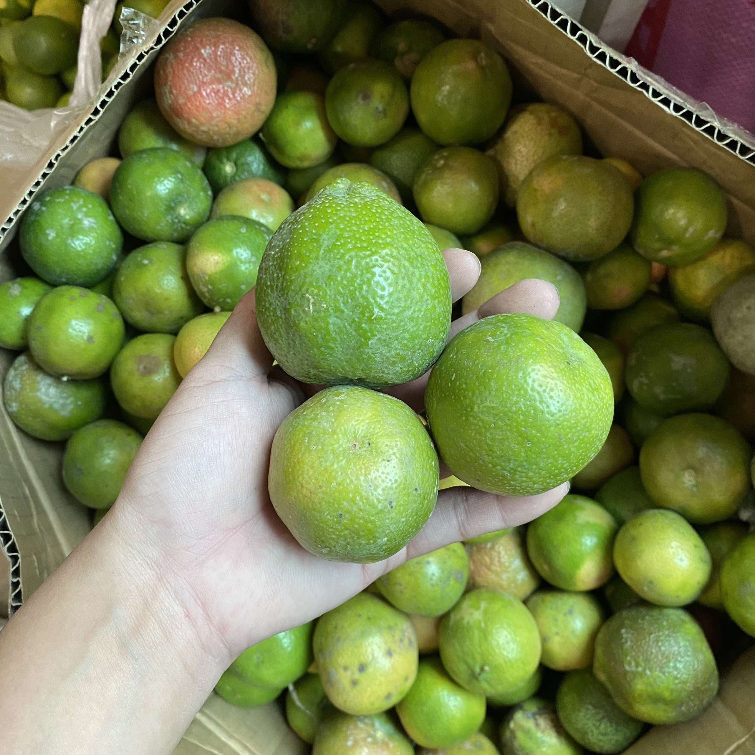 COMBO 2kg CHANH ĐÀO TƯƠI HÒA BÌNH CĂNG MỌNG