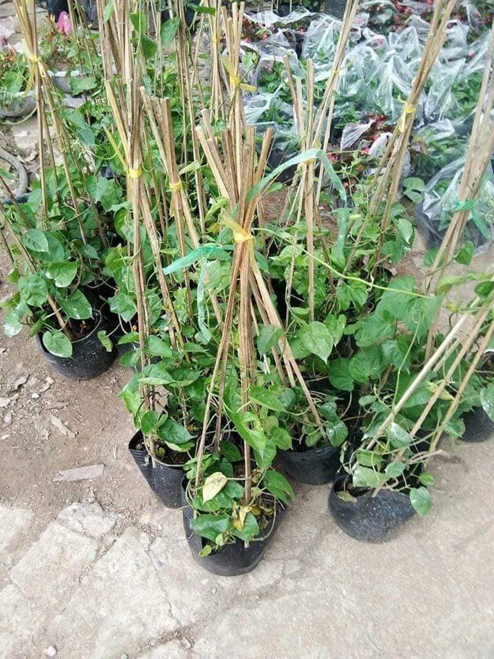 Cây giống hoa thiên lý leo giàn sai hoa