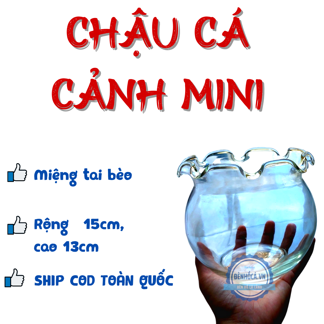 Chậu thủy tinh mini nuôi cá, bể cá mini để bàn