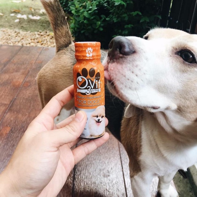 Siro kích thích thèm ăn, Bổ Sung Vitamin & Omega3 cho cún 🐶