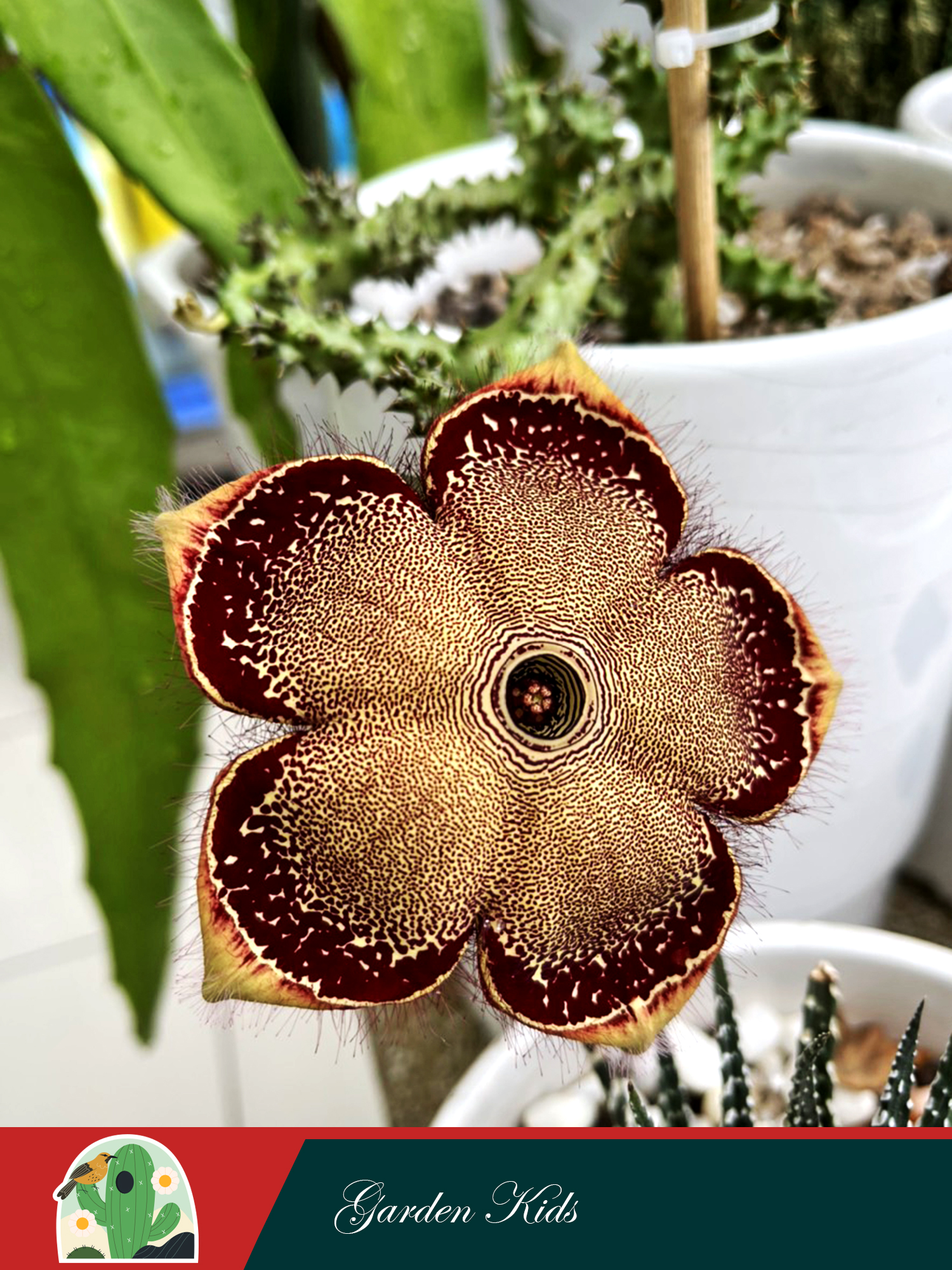 Xương rồng sao biển (Edithcolea Grandis)