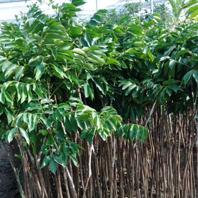 cây dổi giống chuẩn