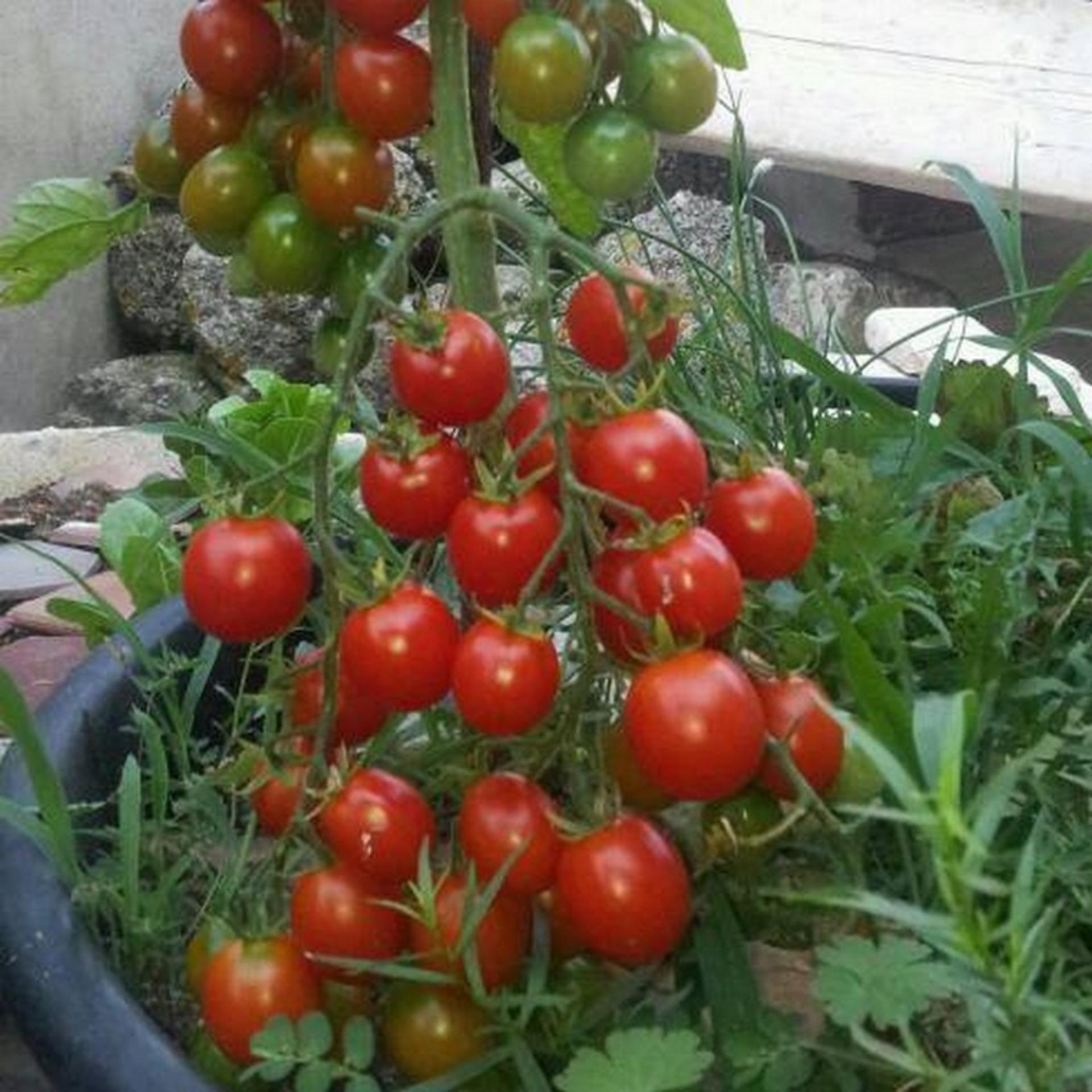 20 Hạt giống Cà chua bi cao cây (tặng Kích nẩy mầm, Hướng dẫn ươm)