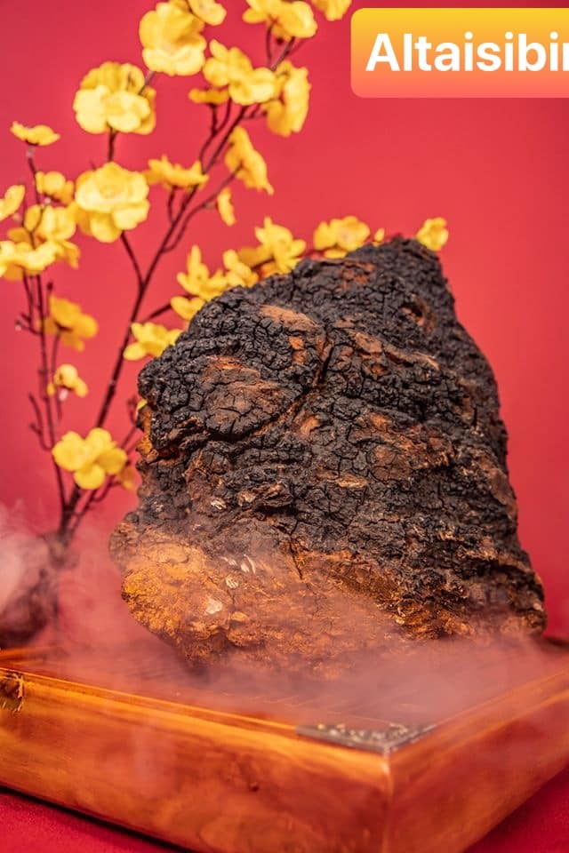 500 gam nấm CHAGA SIBIRI (Nấm Bạch Dương)- Nhập khẩu Nga