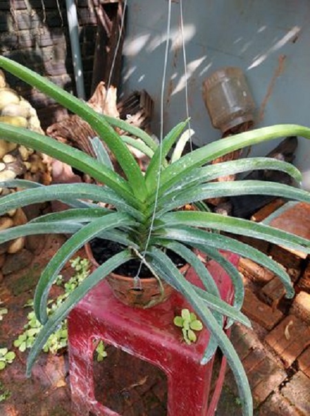 Hoa lan giáng hương đuôi chồn( cây to 30cm)