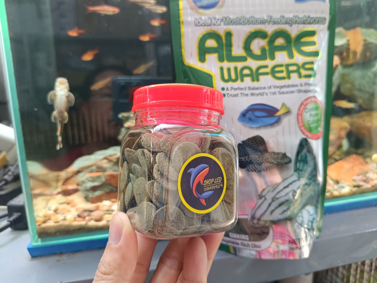 Thức ăn pleco - hikari algae wafers - thức ăn cá pleco cao cấp - cá chuột - pleco - cá tầng đáy - cám cá pleco - cám hikari - shopleo