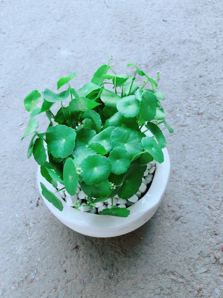 [HCM]Chậu Cỏ Đồng Tiền