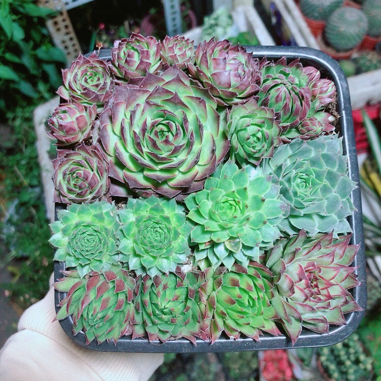 Sen đá phật bà
