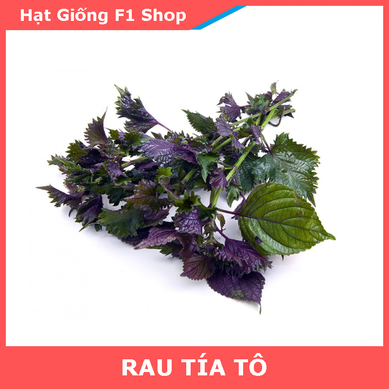 Hạt Giống Rau Tía Tô Dễ Trồng