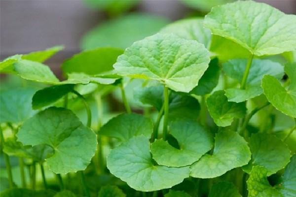 Hạt giống rau má gói 200 hạt