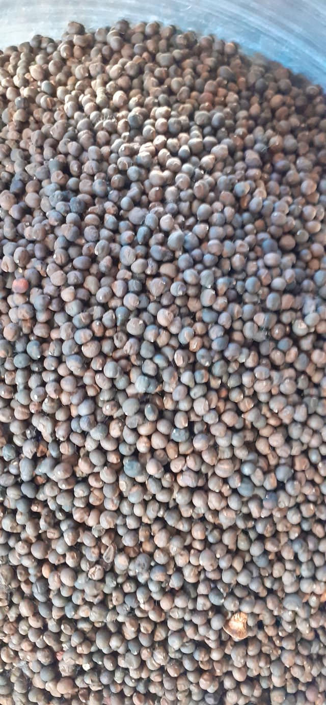 900gram hạt bông gòn giống