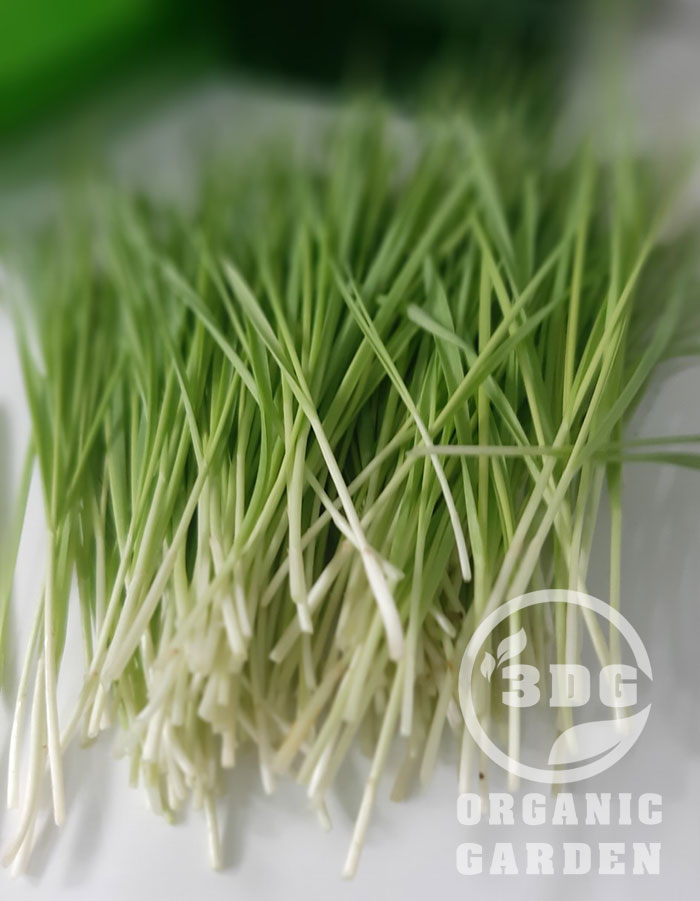 0.5KG HẠT GIỐNG CỎ LÚA MÌ ITALY MẦU TRẮNG