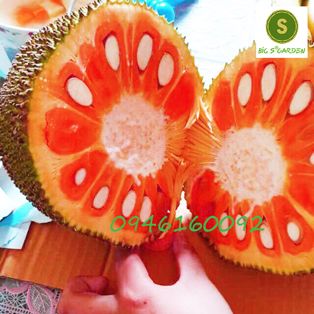 Cây Giống Mít Ruột Đỏ Sơ Vàng Indonesia