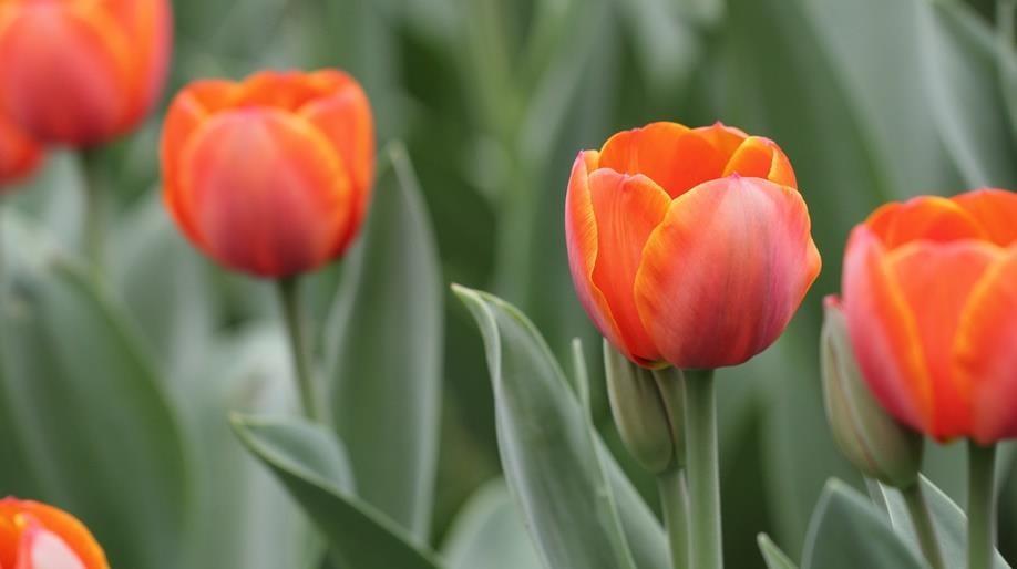 5 củ giống hoa tulip hoa màu cam