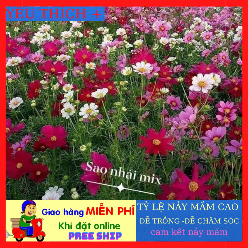 [ FREE SHIP 1kg] Hạt Giống Hoa Sao Nhái Mix Đủ Màu