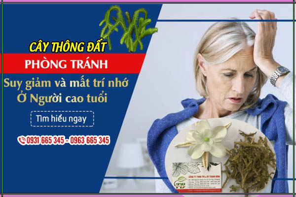 Cây Thông Đất Khô 1KG - Thảo Dược Thanh Bình