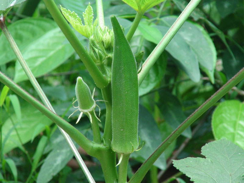 Chinese cabbage seed West (okra) good for bone joints and digestive system (package 20 grams)-shallow gold