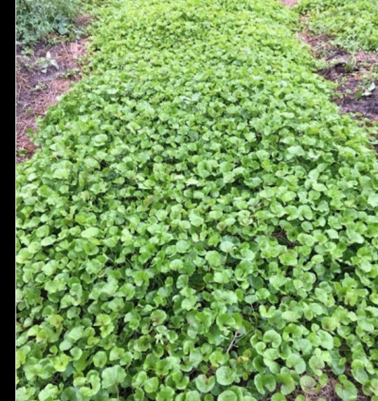 HẠT GIỐNG RAU MÁ gói 1gram