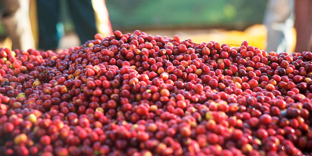 Cà phê rang mới Ethiopia Hambela Dabaye (ORGANIC certificated) 250g - cfi-coffee.com
