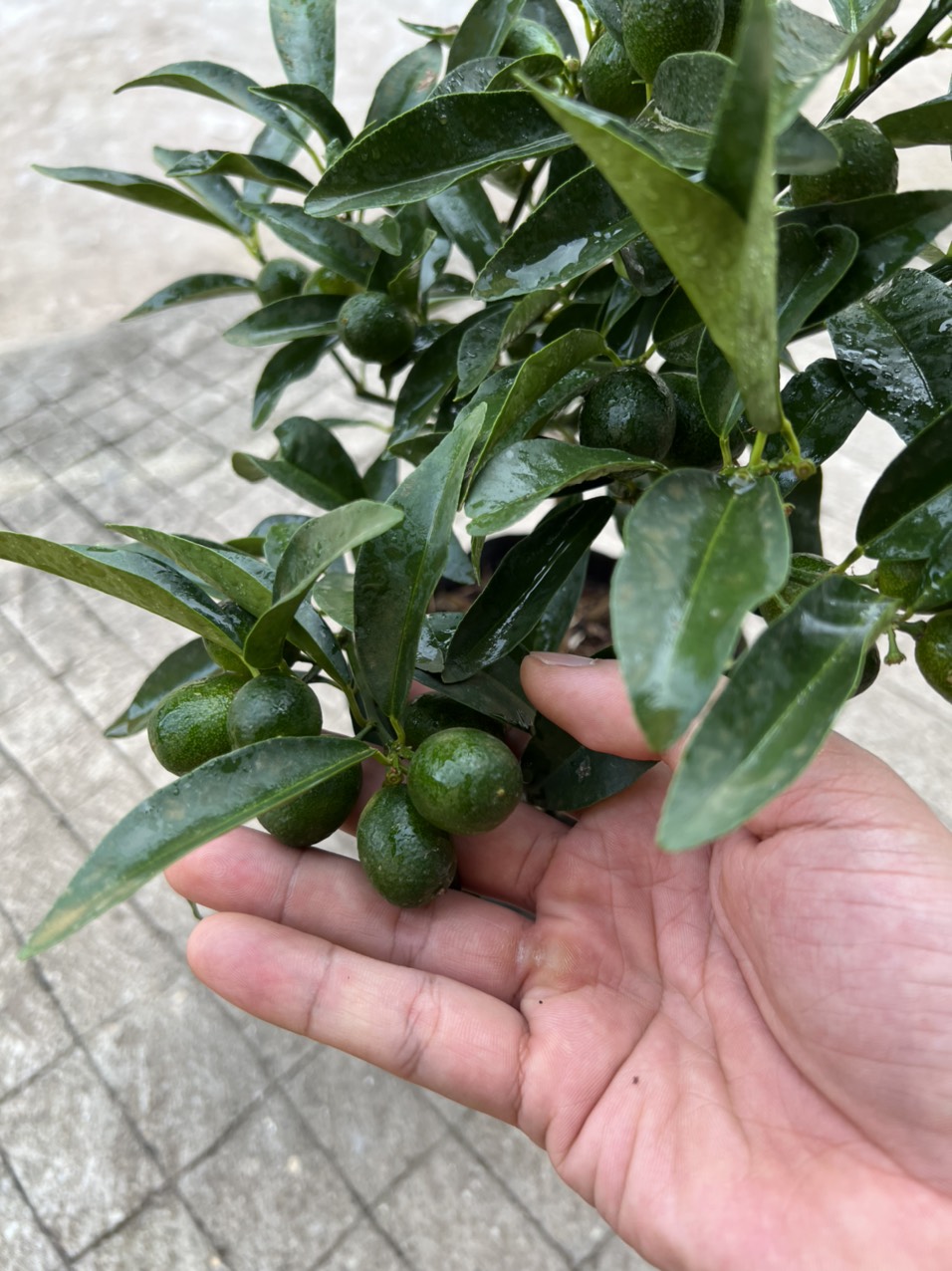 Cây quất lùn thái lan siêu ngọt , siêu trái