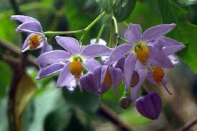 Cây hoa dây tiêu nương