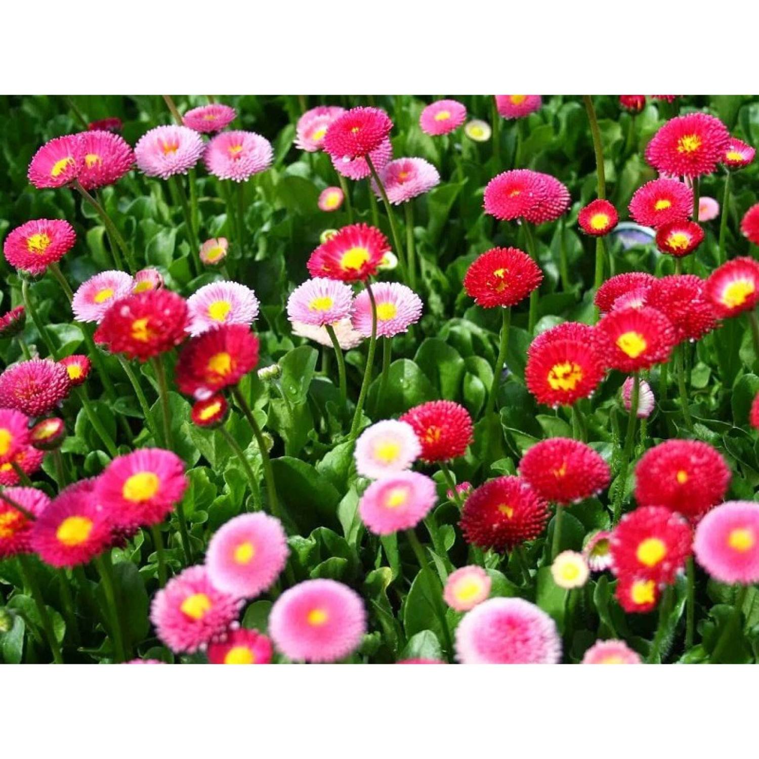 MA337 GÓI 20 Hạt Giống Hoa Cúc Nhật PomPom Mix