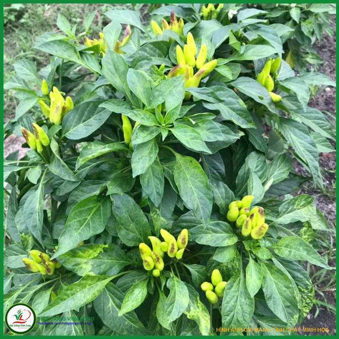 Hạt giống ớt xiêm RD 712 - 0.1g