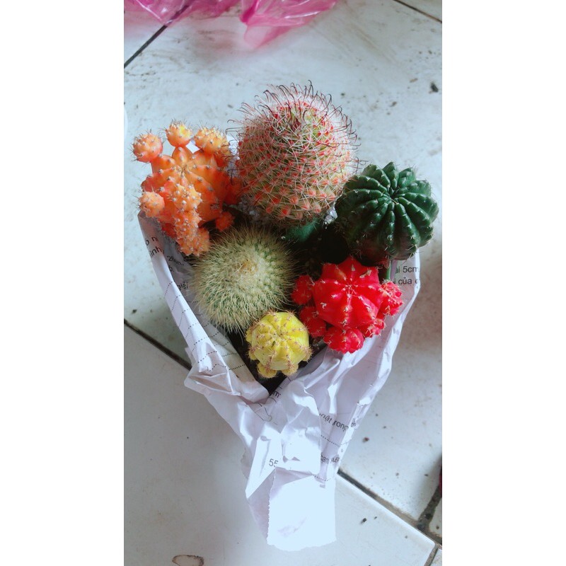 Chậu Xương Rồng Tiểu Cảnh