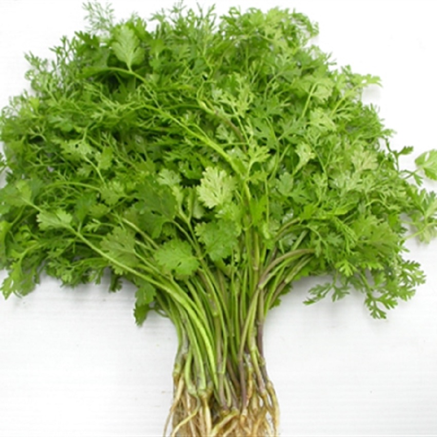 Ngò Rí Cao Sản ( gốc trắng ) Thuận điền (20-50-100g)