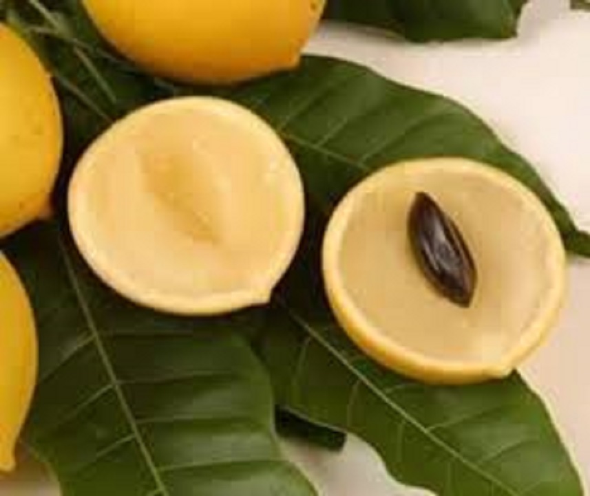 CÂY GIỐNG VÚ SỮA HOÀNG KIM