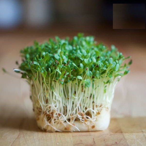 Hạt giống Mầm cải xanh Đà Lạt - Gói 50gr