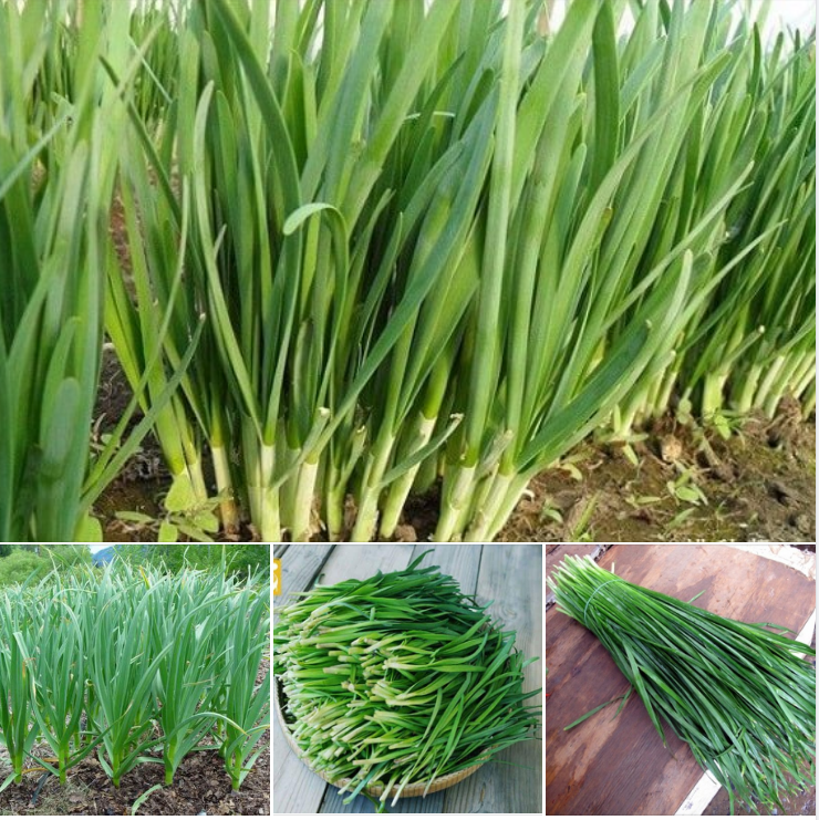 Hạt giống hẹ ta ăn lá - gói 2gram( 330  hạt )