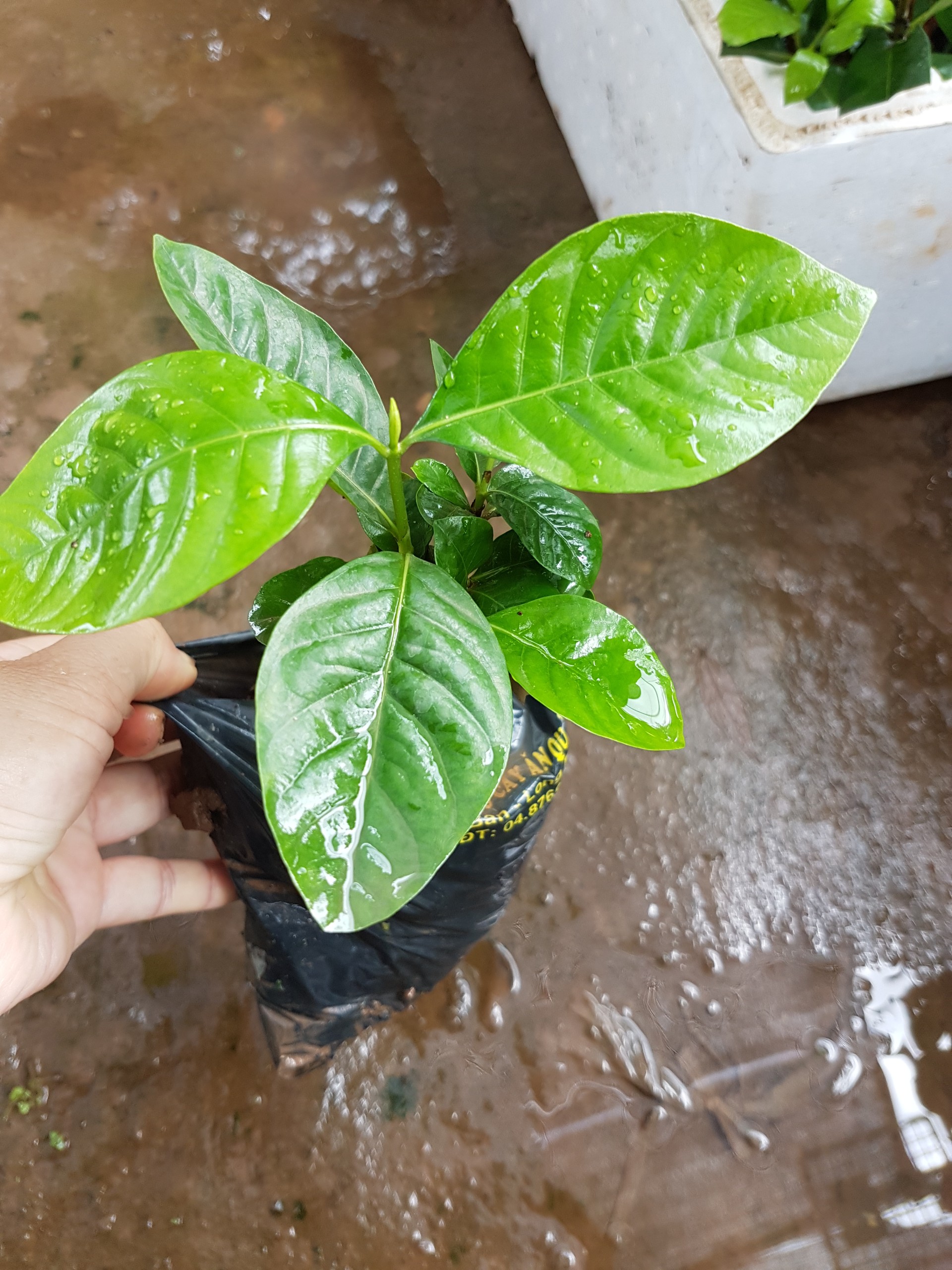 Cây giống bạch thiên hương - Cây trong bầu