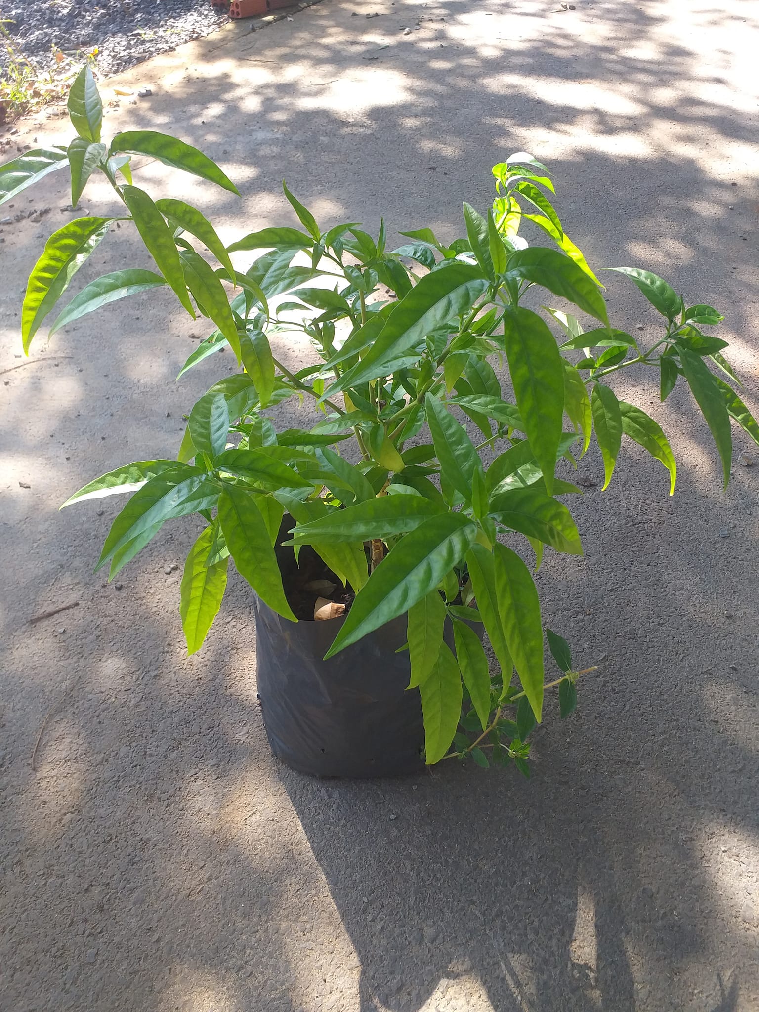 Cây hoàn ngọc trắng (chậu to)